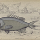 Illustration for article titled Natural History of Fishes of the Perch Family